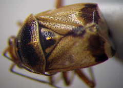 Deraeocoris serenus
