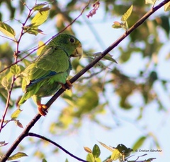 Amazona xantholora