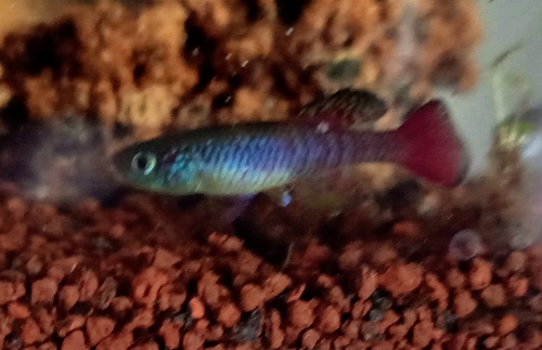 Redtail notho (Nothobranchius guentheri) — Nothobranchiidae — 2