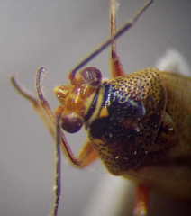 Deraeocoris serenus
