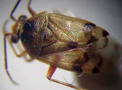 Deraeocoris serenus