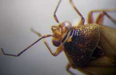 Deraeocoris serenus