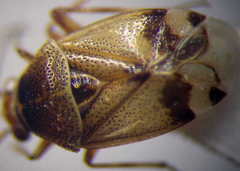 Deraeocoris serenus