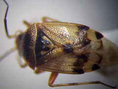 Deraeocoris serenus