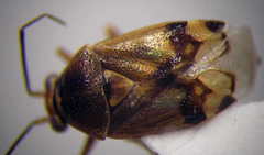 Deraeocoris serenus