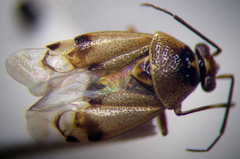 Deraeocoris serenus