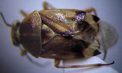 Deraeocoris serenus