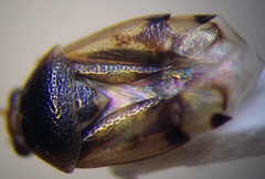 Deraeocoris serenus