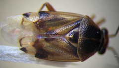 Deraeocoris serenus