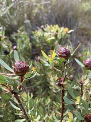 Leucadendron glaberrimum erubescens