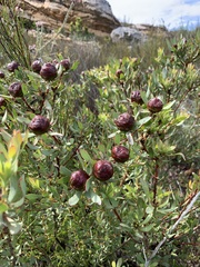 Leucadendron glaberrimum erubescens