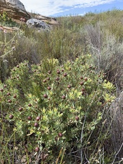 Leucadendron glaberrimum erubescens