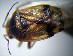 Deraeocoris serenus