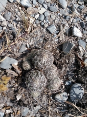 Coryphantha nickelsiae