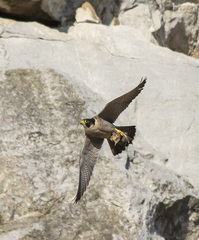 Falco peregrinus brookei