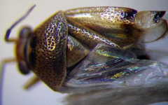 Deraeocoris serenus