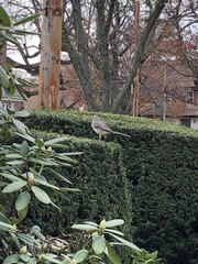 Mimus polyglottos