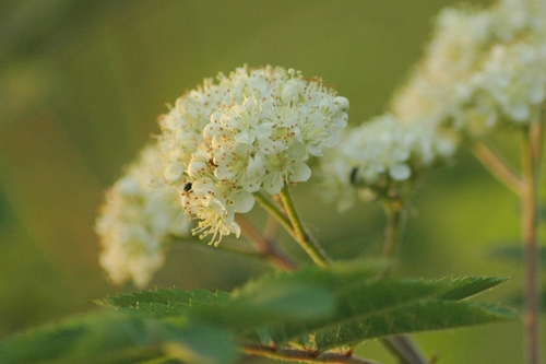 Paprastasis šermukšnis nuotrauka