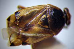 Deraeocoris serenus