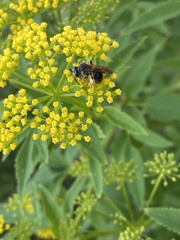 Andrena alleghaniensis
