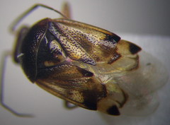 Deraeocoris serenus
