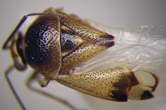 Deraeocoris serenus