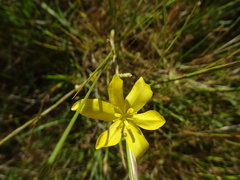 Irideae