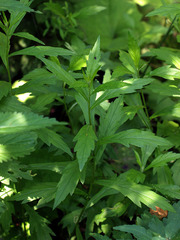 Artemisia stolonifera