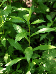 Artemisia stolonifera