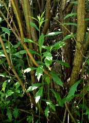 Artemisia stolonifera
