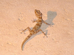 Ptyodactylus hasselquistii