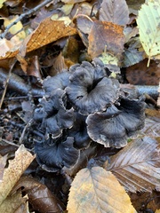 Craterellus cornucopioides