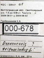 Deraeocoris trifasciatus