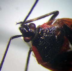 Deraeocoris trifasciatus