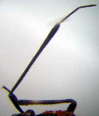 Deraeocoris trifasciatus