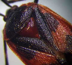 Deraeocoris trifasciatus