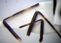 Deraeocoris trifasciatus