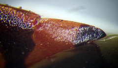 Deraeocoris trifasciatus