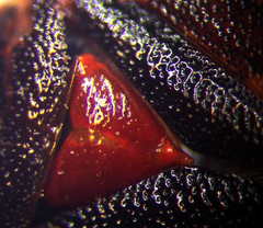 Deraeocoris trifasciatus