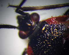Deraeocoris trifasciatus