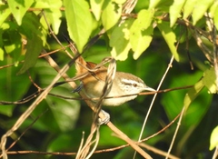 Cantorchilus modestus