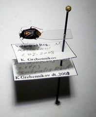 Deraeocoris ventralis