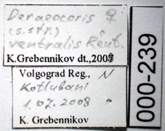 Deraeocoris ventralis