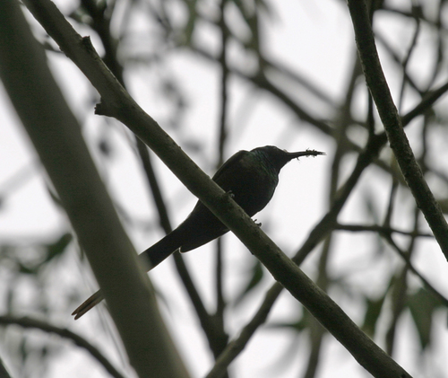 Black-billed Wood Hoopoe (Phoeniculus somaliensis), photo 9