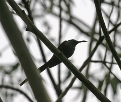 Phoeniculus somaliensis