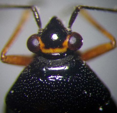 Deraeocoris ventralis