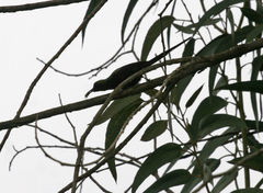 Phoeniculus somaliensis