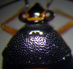 Deraeocoris ventralis