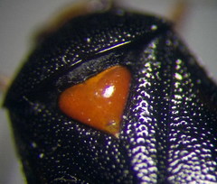 Deraeocoris ventralis