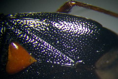 Deraeocoris ventralis